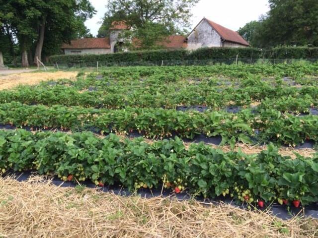 La Ferme Du Bois Quesnoy Bed & Breakfast Saint-Pol-sur-Ternoise Luaran gambar